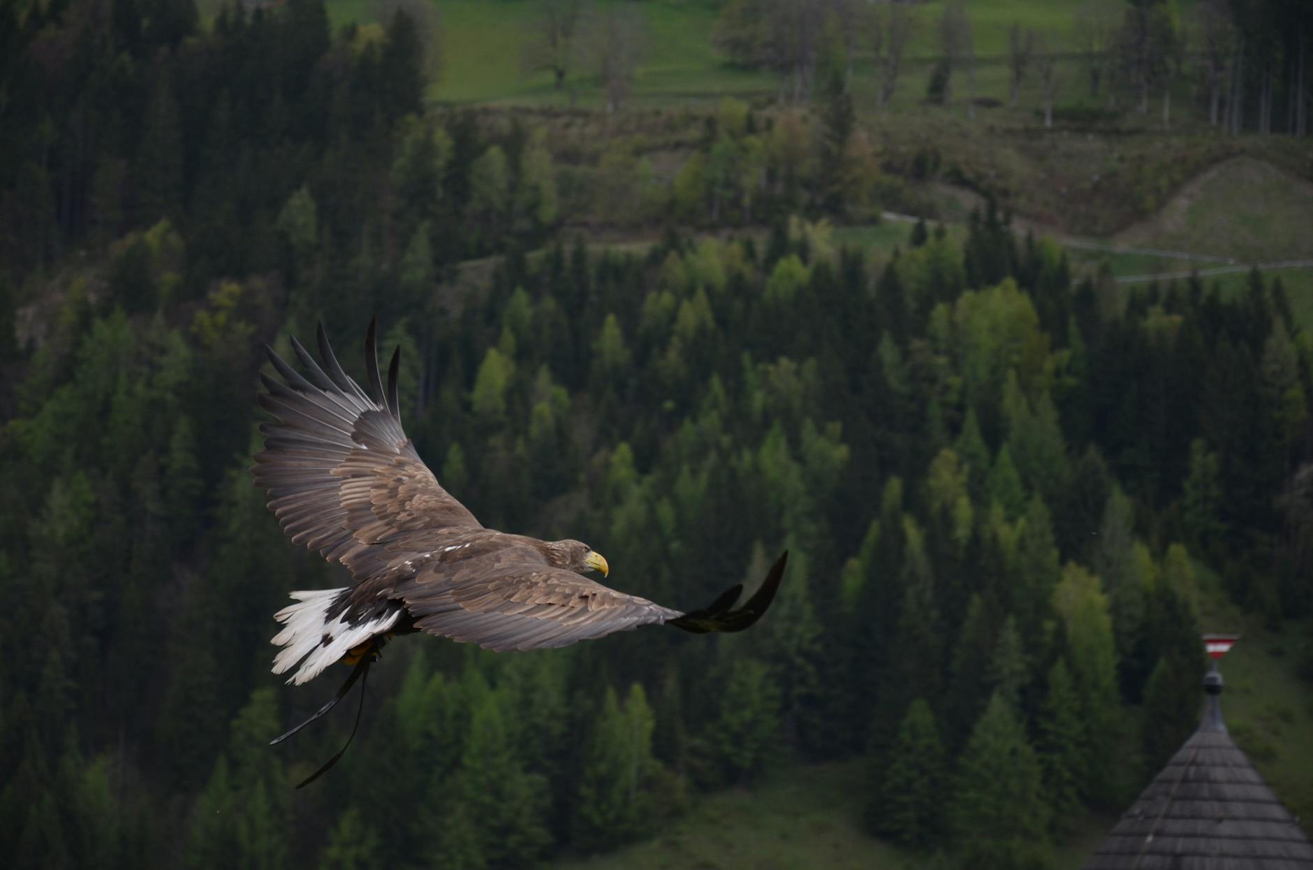 brown hawk flying freely